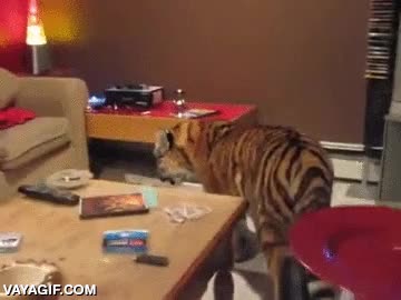 que te podr&iacute;a arrancar la cara de un zarpazo,tigre,sofa,botella,gato,domestico,todav&iacute;a no es adulto del todo,vivir al limite