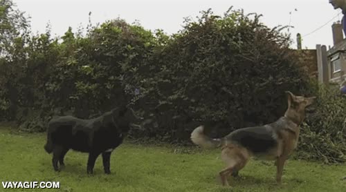 atrapar,fail,coger,al vuelo,al aire,torpeza infinita,perro,pastor aleman,voltereta,pero al final la coge