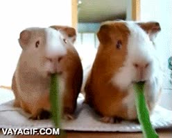 comer,velocidad,cobaya,cobayas,roedores,carrera,concurso