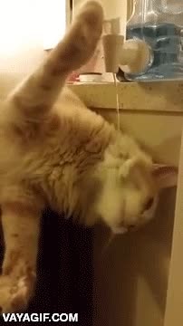 beber,agua,pata,patita,gato,fuente,grifo,apretar,que listo