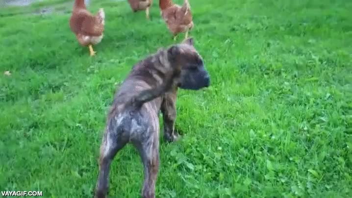 perro,gallina,jugar,cachorro,juego