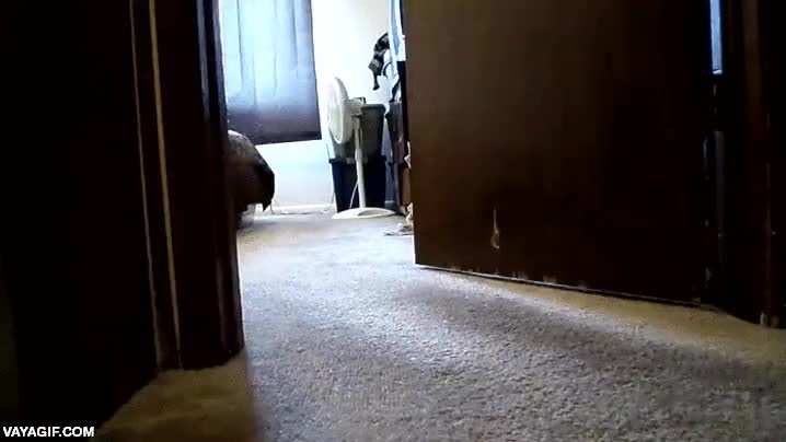 perro,habitación,escondite,jugar,a dos patas,oler,olor