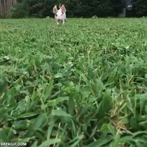 volar,orejas,orejitas,agitar,cerdo,cerdito,elefante,volador