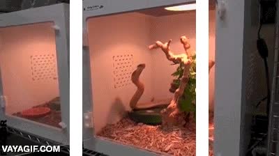 cobra real,king cobra,serpiente,3D,salir de la pantalla,atacar,palo,dar de comer