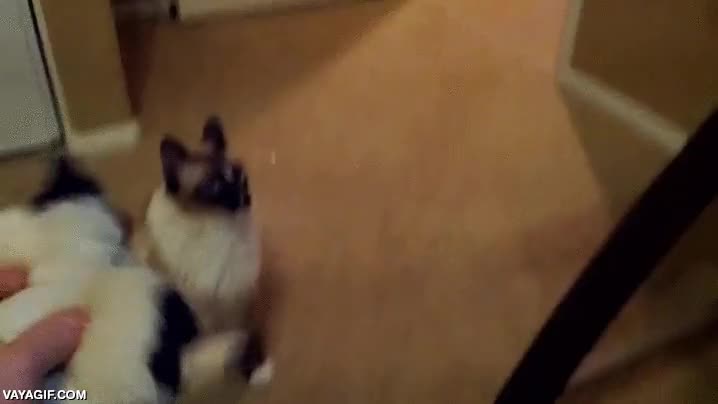 play fetch,gato,ir a buscar,peluche,traer