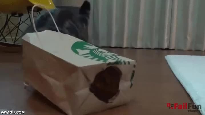 es una trampa,ha caido,bolsa,cabeza,igual esperaba un portal a otro mundo