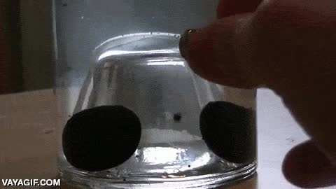iman,magnetico,magnetismo,ferrofluido,vaso,agua,flotar,imanes