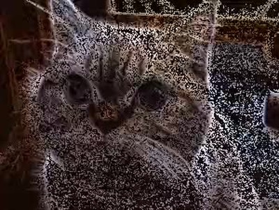 gato,mirada fija,samuel l jackson,mirar,empanado,alma gemela