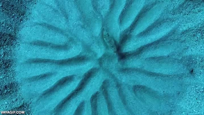 artista,pez,pescado,fondo marino,arena,formas,geometricas,flipo