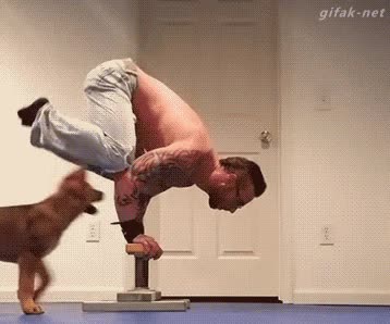 perro,cachorro,llevarse las gafas,el pino,dominadas,no quita que el t&iacute;a est&aacute; fuerte con ganas