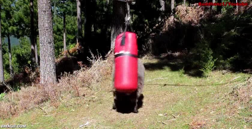 balboa,carnero,saco de boxeo,entrenar,cabezazos,cabra