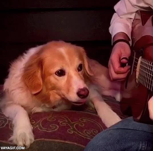 perro,pata,guitarra,dejar de tocar,quitar,mano,apartar,muy sutil