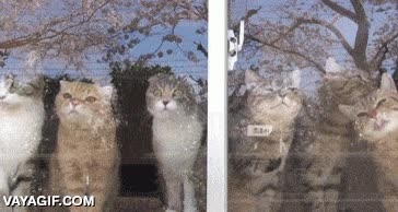 gato,todos,lamer el cristal,hipnotizados,el aguanta la tentaci&oacute;n,dominar su mente