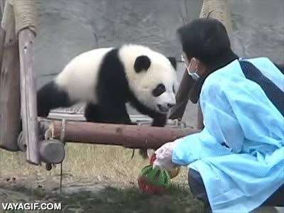 oso panda,oso,panda,cuidador,subir,espalda,se agarra bien,a caballito