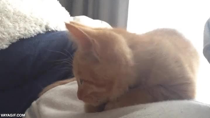 gato,gatito,cola,perseguir,pero donde habr&aacute; ido?,cachorro