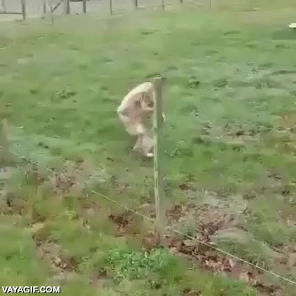 ducha,toalla,mono,andar,frío,agua,simio,olvidar