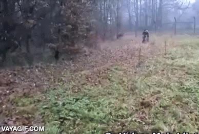 placaje,perro,impactar,soldados,velocidad