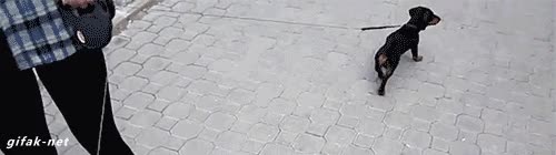 perro,cachorro,cachorrito,bolsa,viento,aire,soplar