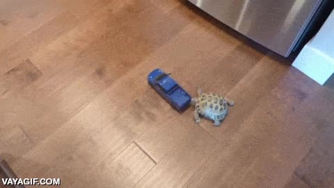 atrapar,tortuga,coche,teledirigido,control remoto,de tierra,rapidez