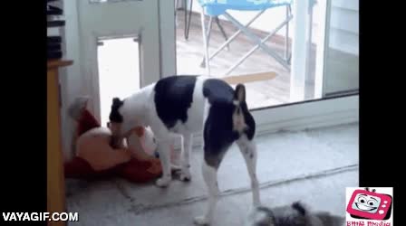 insistir,perro,no entender,puerta,entrar,no todos los perros son tan listos