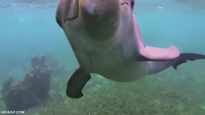 camara,morder,muy de cerca,intentar,delfin,submarina,tiburon