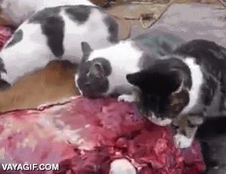 gato,comer,carne,morros llenos de sangre,mirada asesina,no molestes mientras comen