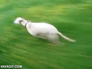 velocidad,perro,rapido,correr,galgo,campo