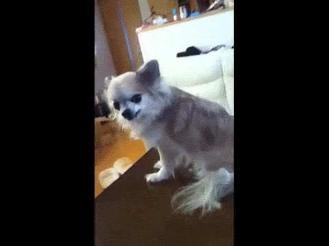 perro,enfadarse,dientes,rabia,mala leche,chihuahua