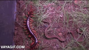 Serpiente,centipede,no s&eacute; si es una escalopendra,pertenece a la familia de los chilopoda,comer,atacar,ciempies