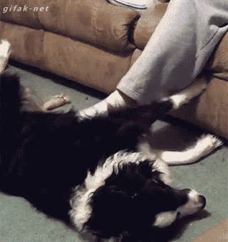 rascar,perro,pastor belga,pedir,acariciar,suelo,pie