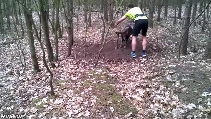 ayudar,se la juega porque si eso te embiste ojo cuidao,muflon,cabra,especie en peligro de extinci&oacute;n,los runners son buena gente