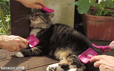 gato,peines,cepillo,cepillar,a cuatro manos,est&aacute; m&aacute;s agusto que un...