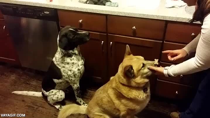 perro,perros,truco,compartido,lanzar,creo que lo lanza por error,buenos reflejos