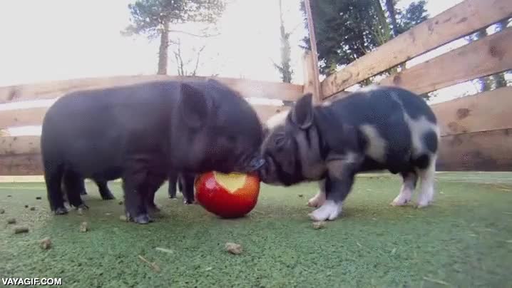 comer,manzana,me estás grabando?,cerdo,cerdos vietnamitas,compartir