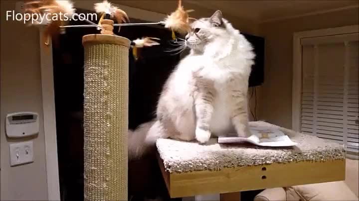 juguete,giratorio,rotatorio,dar vueltas,muy torpe,gato,jugar,le pega en la cara