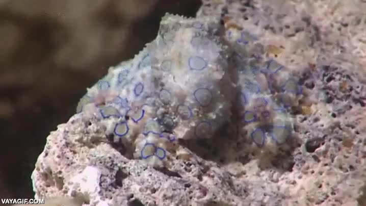 veneno,aros,anillos,pulpo,venenoso,brillar,luminiscentes,fondo del mar