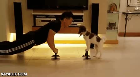 ejercicio,flexiones,perro,cachorro,mejor amigo,entrenar