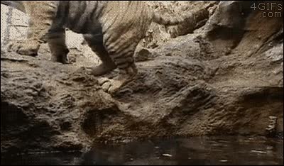 ba&ntilde;o,tigre,meterse,despacito,igual es que hab&iacute;a comido y no quer&iacute;a que se le cortase la digesti&oacute;n