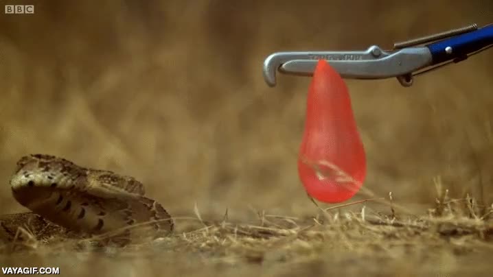 serpiente,vibora,globo de agua,ba&ntilde;ar,mojada,ataque,atacar