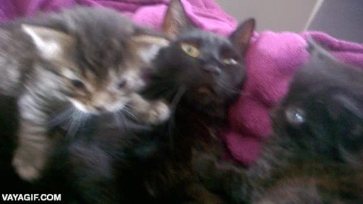 gato,careto,cara,pobre,ser madre,no se lo esperaba,pobrecita,esta rendida