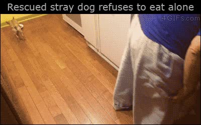 lo habr&aacute; pasado mal,sentirse solo,comer,llevar el plato,mejor acompa&ntilde;ado,perro