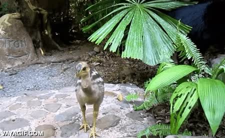 casuarios,casuarius,cria,alguien ha dicho Up!?,ave,pajaro,avestruz de colorines