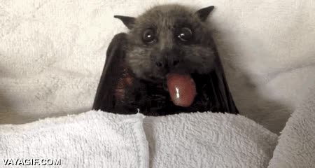 murcielago,tiene cara de gozarlo,se esta comiendo una uva,de la fruta,toalla