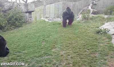 a camara lenta,gorila,chocar,disimular,se ve a la pareja que le hac&iacute;a fotos,enfadado