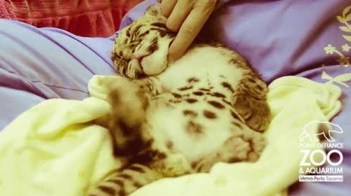 cachorro,leopardo de las nieves,rascar,acariciar,tick nervioso,leopardo