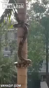 trepar,escalar,en realidad es m&aacute;s f&aacute;cil que para nosotros,enrollarse,dar vueltas