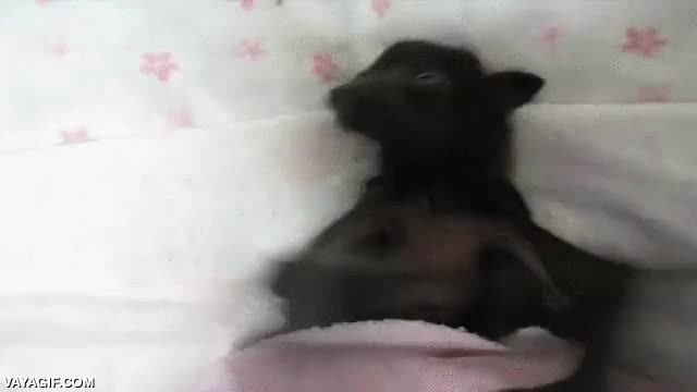 se esconde,mono,murcielago,i'm the night,i'm the batman,adorable,tierno