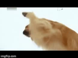 igual no es un perro,golden retriever,demonio,reir,reirse,sonrisa,tetrica