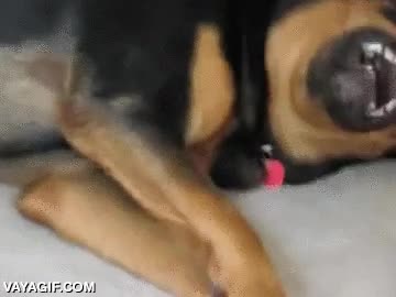 cachorro,jugar,perro,rottweiler,beagle,pelea