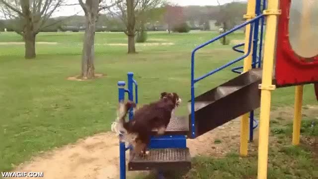 perro,parque,jugar,entretenerse,diversi&oacute;n,tobogan,como un ni&ntilde;o peque&ntilde;o